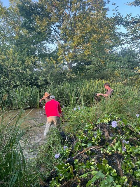 «سنبل آبی» گیاهان و جانوران را تهدید می کند / مردم آگاهی کافی ندارند