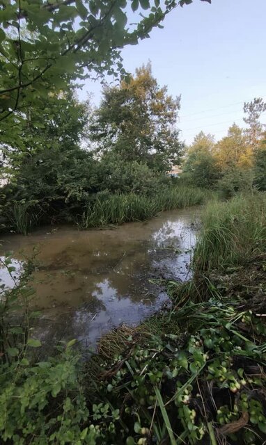 «سنبل آبی» گیاهان و جانوران را تهدید می کند / مردم آگاهی کافی ندارند