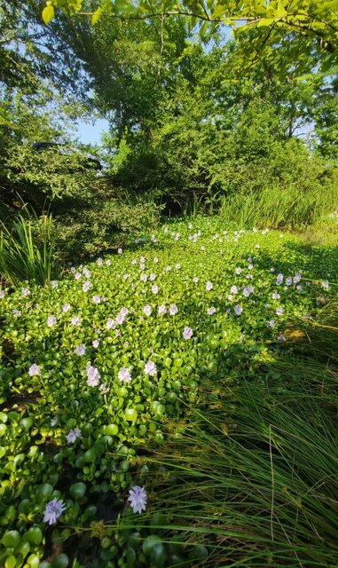 «سنبل آبی» گیاهان و جانوران را تهدید می کند / مردم آگاهی کافی ندارند