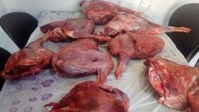 کشف بیش از ۲۰۰ کیلو گوشت گراز در رشت 