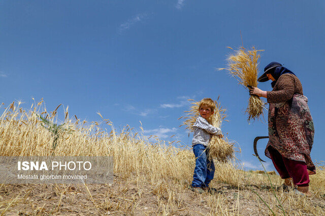 پیش بینی برداشت بالغ بر ۱۲ هزار تن گندم از دیمزارهای گیلان پیش بینی برداشت بالغ بر ۱۲ هزار تن گندم از دیمزارهای گیلان