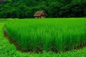 پایان عملیات نشاء برنج در گیلان/ توزیع ۴۵ هزار تنی کود کشاورزی