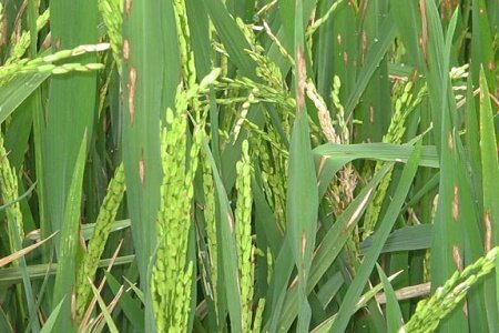 برنج کاران به پایش بیماری بلاست در مزارع خود بپردازند