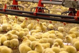 جوجه ریزی ۴۳ میلیون قطعه ای در گیلان