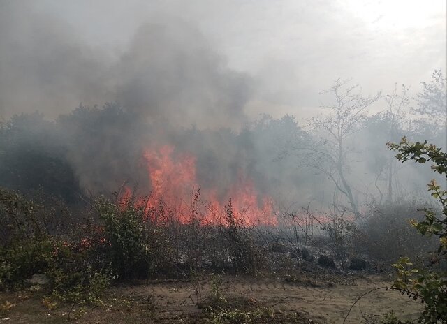 مهار آتشسوزی در ۸ هکتار از اراضی پارک ملی بوجاق
