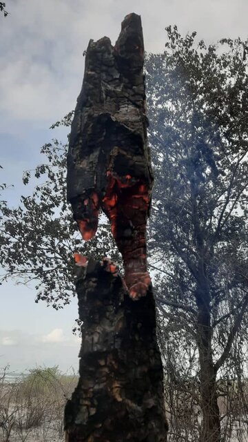 مهار آتشسوزی در ۸ هکتار از اراضی پارک ملی بوجاق