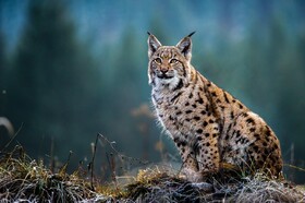 سیاهگوش ایرانی در آغوش طبیعت گیلان رهاسازی شد