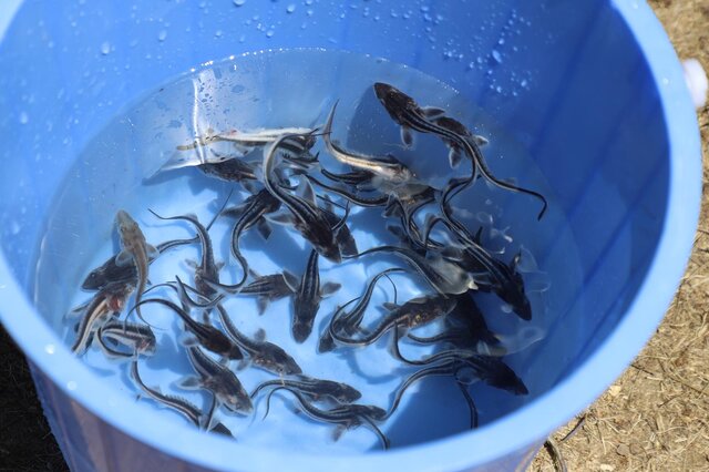 رهاسازی ماهی نادر «شیپ» در گیلان