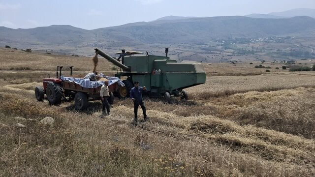 آغاز برداشت گندم و تریتیکاله در بیش از ۶۰۰۰ هکتار از اراضی رودبار
