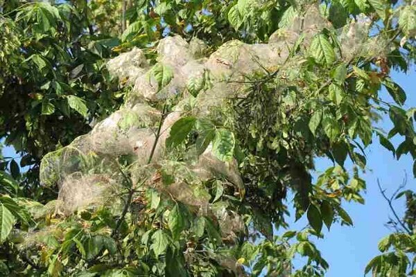 مبارزه با آفت پروانه سفید در گیلان ادامه دارد مبارزه با آفت پروانه سفید در گیلان ادامه دارد