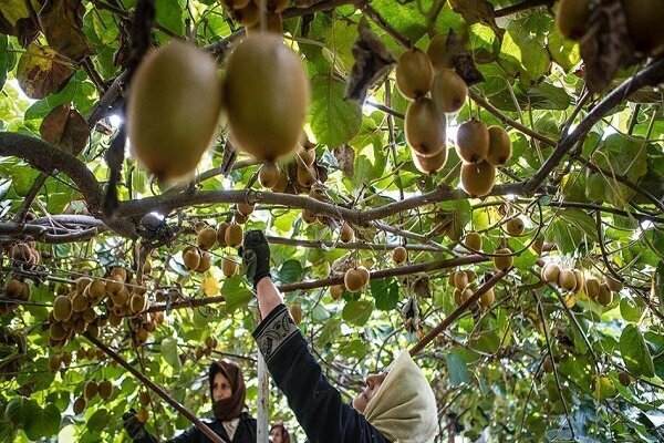 پیشنهاد انجمن کیوی گیلان برای تغییر زمان صادرات از مهر به شهریور