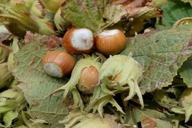 آغاز برداشت نوبرانه فندق از باغات گیلان/ پیش‌بینی برداشت ۲۶ هزار تن فندق