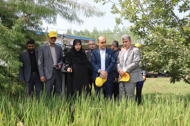 رونمایی از ۳ گونه جدید پرمحصول برنج ایرانی