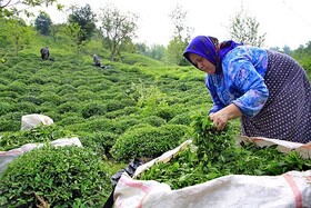 پرداخت ۶۴.۵ درصد از مطالبات چایکاران