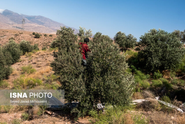 پیشبینی برداشت ۲۵ هزار تن زیتون از باغهای طارم پیشبینی برداشت ۲۵ هزار تن زیتون از باغهای طارم