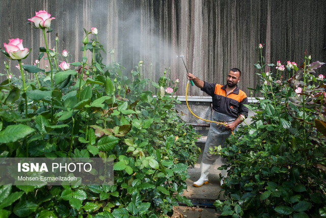 اشتغالزایی برای ۱۴۰۱ نفر در گیلان با افتتاح پروژه های کشاورزی در هفته دولت