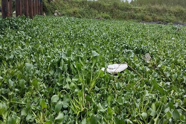 پاکسازی مسیر زیر پل نهنگ روگا از سنبل آبی در تالاب انزلی