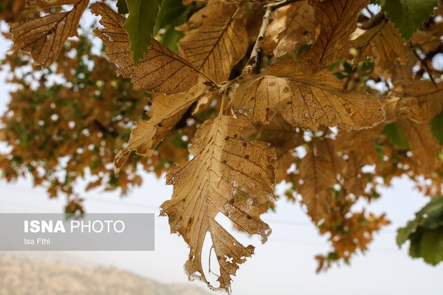 دشمنان طبیعی آفات جنگل های گیلان شناسایی شود