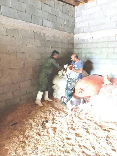 اقدامات دامپزشکی گیلان برای پیشگیری از هاری