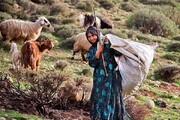فرماندار دشتی: توزیع عادلانه خدمات میان عشایر ضروری است