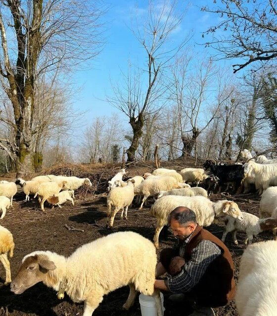 تفاوت زندگی عشایر و روستاییان/ لزوم بررسی آثار حذف سازمان امور عشایر