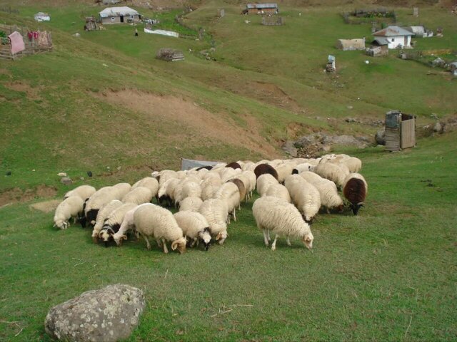 تفاوت زندگی عشایر و روستاییان/ لزوم بررسی آثار حذف سازمان امور عشایر