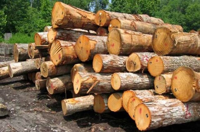 توقیف ۱۰ تن چوب جنگلی قاچاق در رضوانشهر توقیف ۱۰ تن چوب جنگلی قاچاق در رضوانشهر