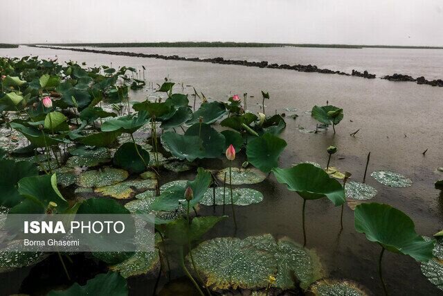 وقتی اشک آسمان جان میبخشد