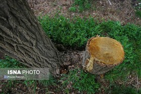 ماجرای درختان جوکندان چیست؟