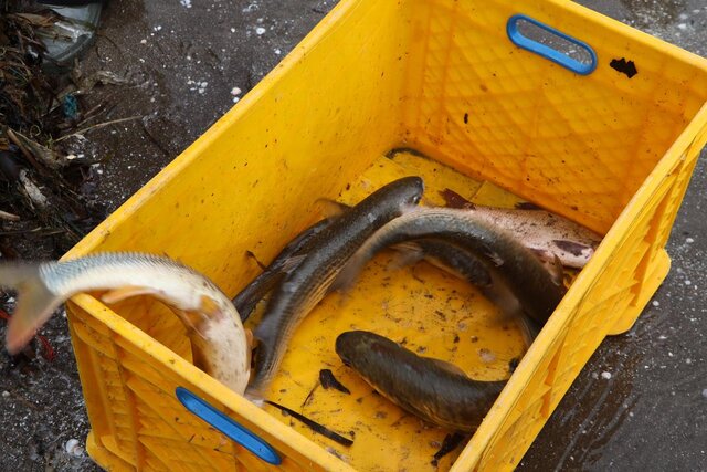 فصل صید ماهیان استخوانی در گیلان آغاز شد