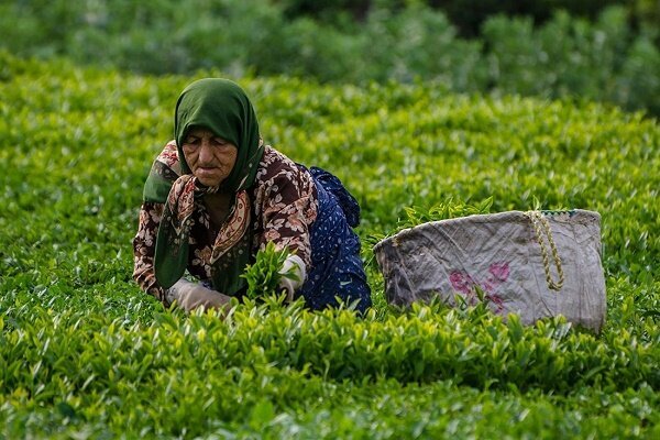پرداخت ۸۸ درصد مطالبات چایکاران