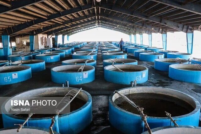 گیلان در مسیر توسعه صادرات محصولات شیلاتی