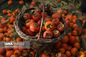 پیش‌بینی تولید ۳۵۰۰ تن خرمالو در فارس/ سهم ۱۰ درصدی استان در تولید این محصول در کشور
