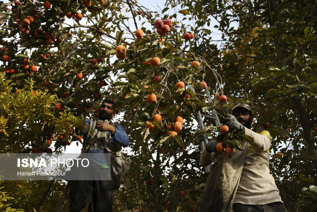 خرمالوی گیلان؛ از پیش بینی برداشت ۲۹۰۰ تنی تا مبارزه غیرشیمیایی با مگس میوه