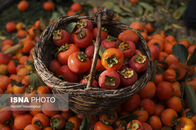 خرمالوی گیلان؛ از پیش بینی برداشت ۲۹۰۰ تنی تا مبارزه غیرشیمیایی با مگس میوه