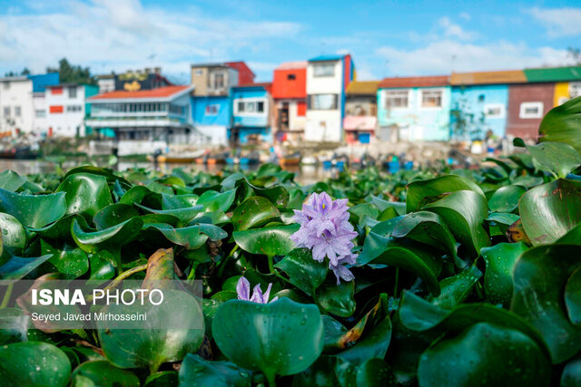 از ظرفیتهای بالقوه سنبل آبی میتوان جهت ایجاد ارزش افزوده اقتصادی استفاده کرد