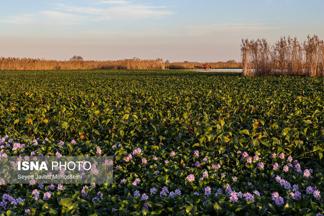 از ظرفیتهای بالقوه سنبل آبی میتوان جهت ایجاد ارزش افزوده اقتصادی استفاده کرد