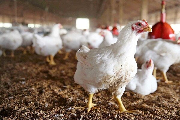مرغ سویه‌ آرین وابستگی کشور را کاهش می دهد