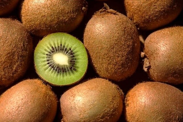 جشنواره کیوی در رودسر برگزار می شود جشنواره کیوی در رودسر برگزار می شود
