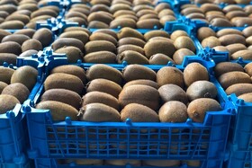 گیلان ۵۰ سردخانه رجیستری برای صادرات دارد/ پیش بینی تولید ۲۲۰ هزار تن کیوی