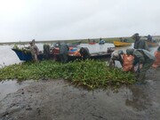 اجرای عملیات گسترده پاکسازی سنبل آبی در بخش غربی تالاب انزلی