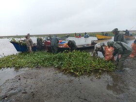 اجرای عملیات گسترده پاکسازی سنبل آبی در بخش غربی تالاب انزلی