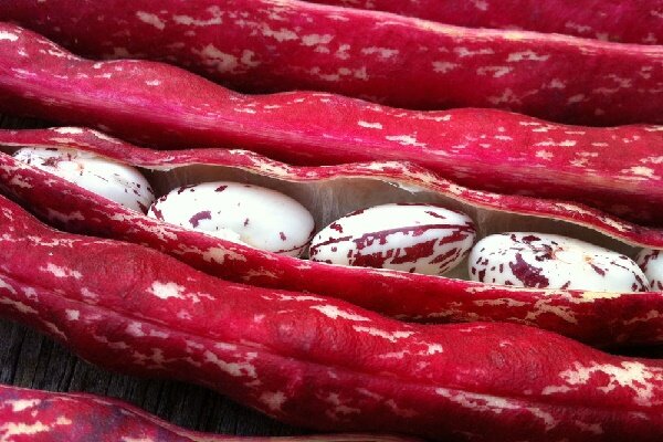 پیش بینی برداشت ۲۵۰۰ میلیاردی پاچ باقلای پاییزه در گیلان پیش بینی برداشت ۲۵۰۰ میلیاردی پاچ باقلای پاییزه در گیلان