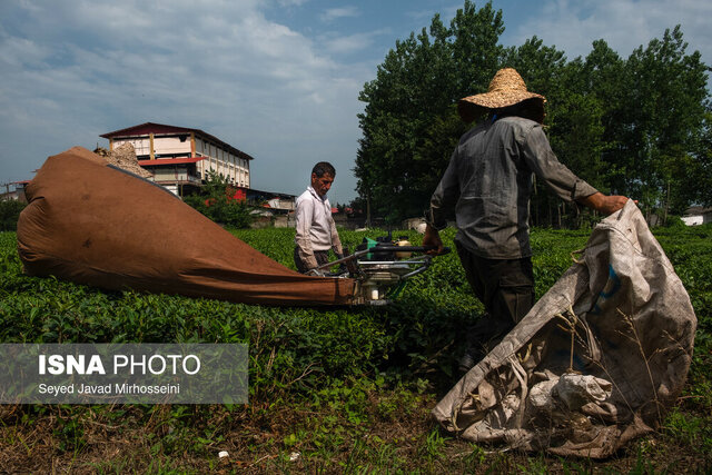 چایکاران برای دریافت تسهیلات اصلاح، احیا و به زراعی اقدام کنند چایکاران برای دریافت تسهیلات اصلاح، احیا و به زراعی اقدام کنند