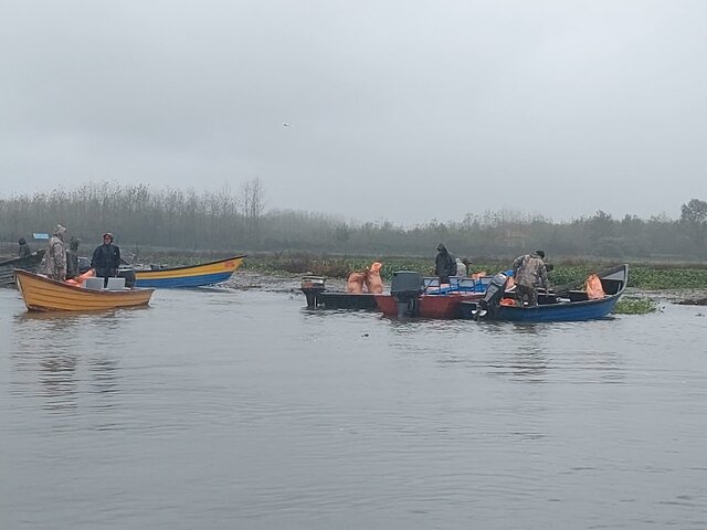 اجرای عملیات گسترده پاکسازی سنبل آبی در بخش غربی تالاب انزلی