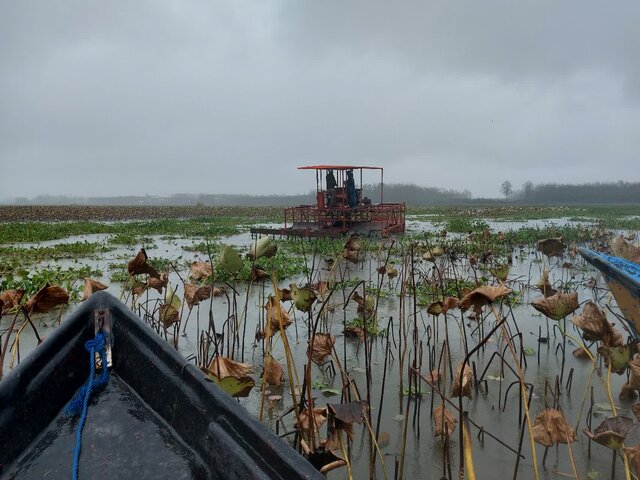 اجرای عملیات گسترده پاکسازی سنبل آبی در بخش غربی تالاب انزلی