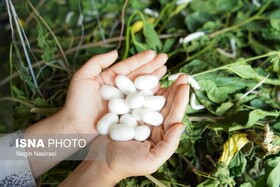 امکان استفاده از پتانسیل زنان خانوار در صنعت نوغان‌داری