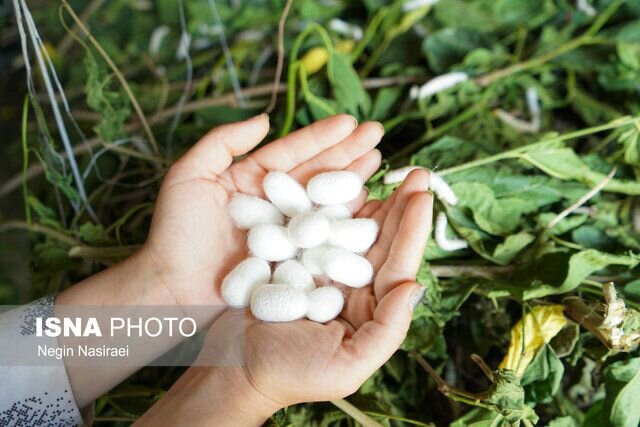 امکان استفاده از پتانسیل زنان خانوار در صنعت نوغان‌داری