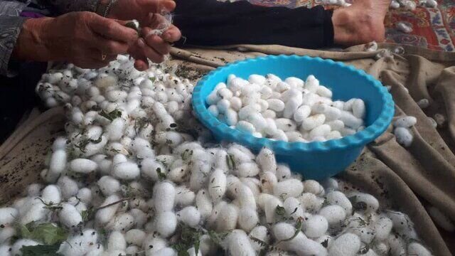 نوغانداری؛ صنعتی ۲۰۰۰ ساله در ایران چشم‌انتظار دستان احیاگر