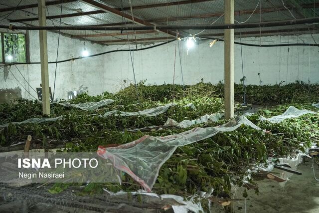 نوغانداری؛ صنعتی ۲۰۰۰ ساله در ایران چشم‌انتظار دستان احیاگر